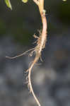 Purple amaranth